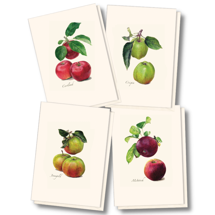 Heirloom Apple Boxed Notecards