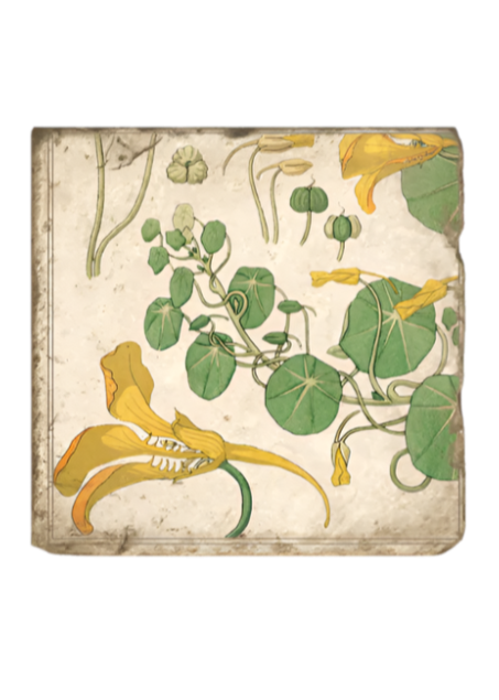 Yellow Vine Nasturtium Coaster