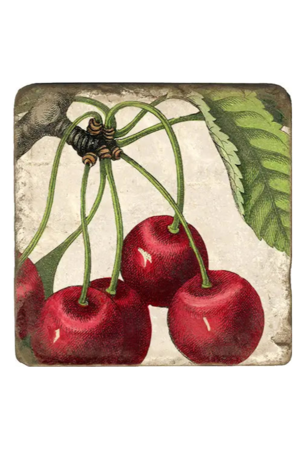 Cherry Closeup Coaster