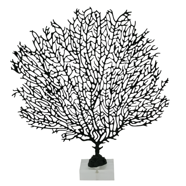 Black Sea Fan