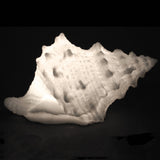 Sandstone Bursa Shell Light Box