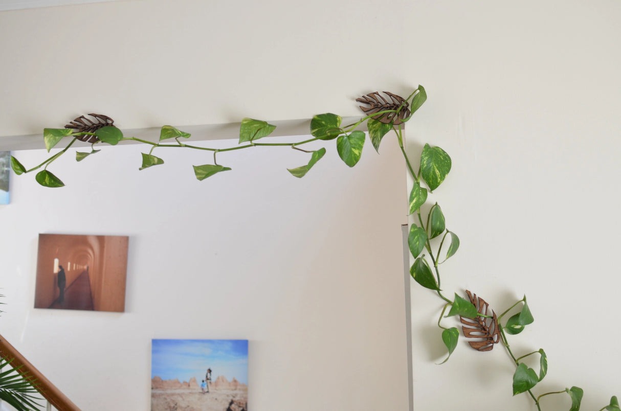 Monstera Wall Mounted Trellises