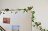 Monstera Wall Mounted Trellises