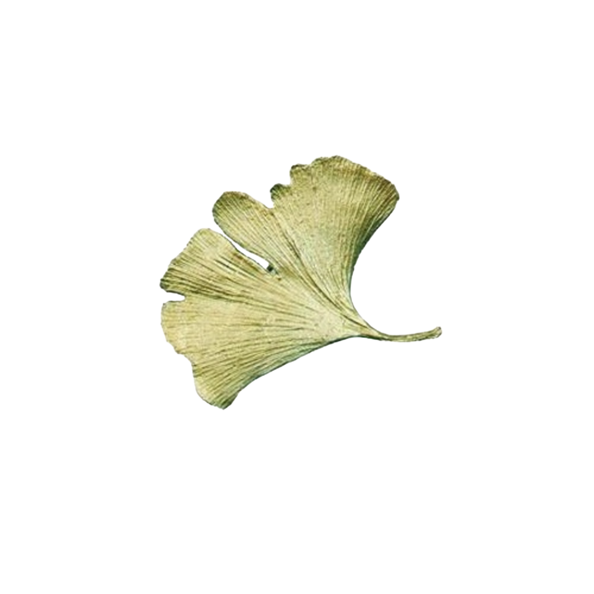 Ginkgo Dainty Brooch