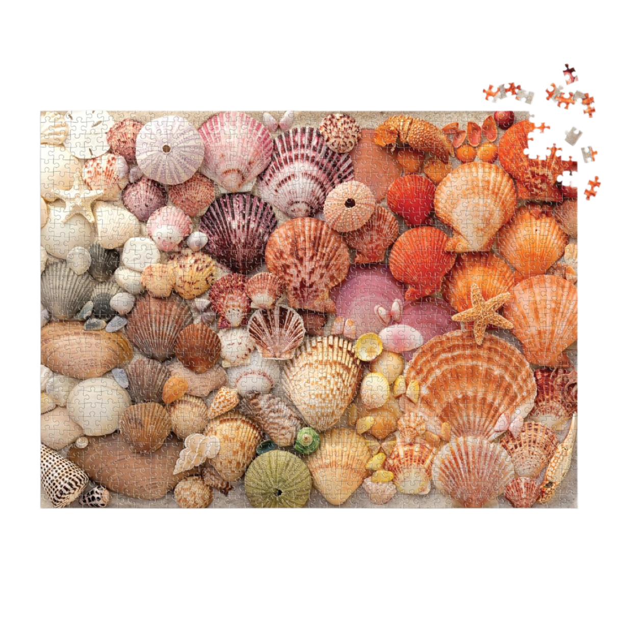 Vibrant Seashells Puzzle