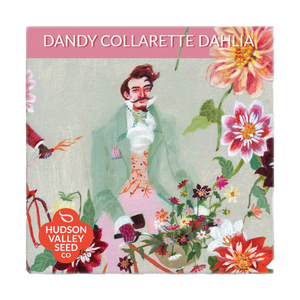 Dandy Collarette Dahlia Seed Packet
