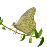 Butterfly Plant Partner