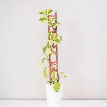 Stella Plant Ladder