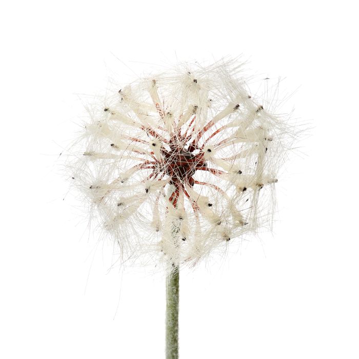 Small Dandelion Spray