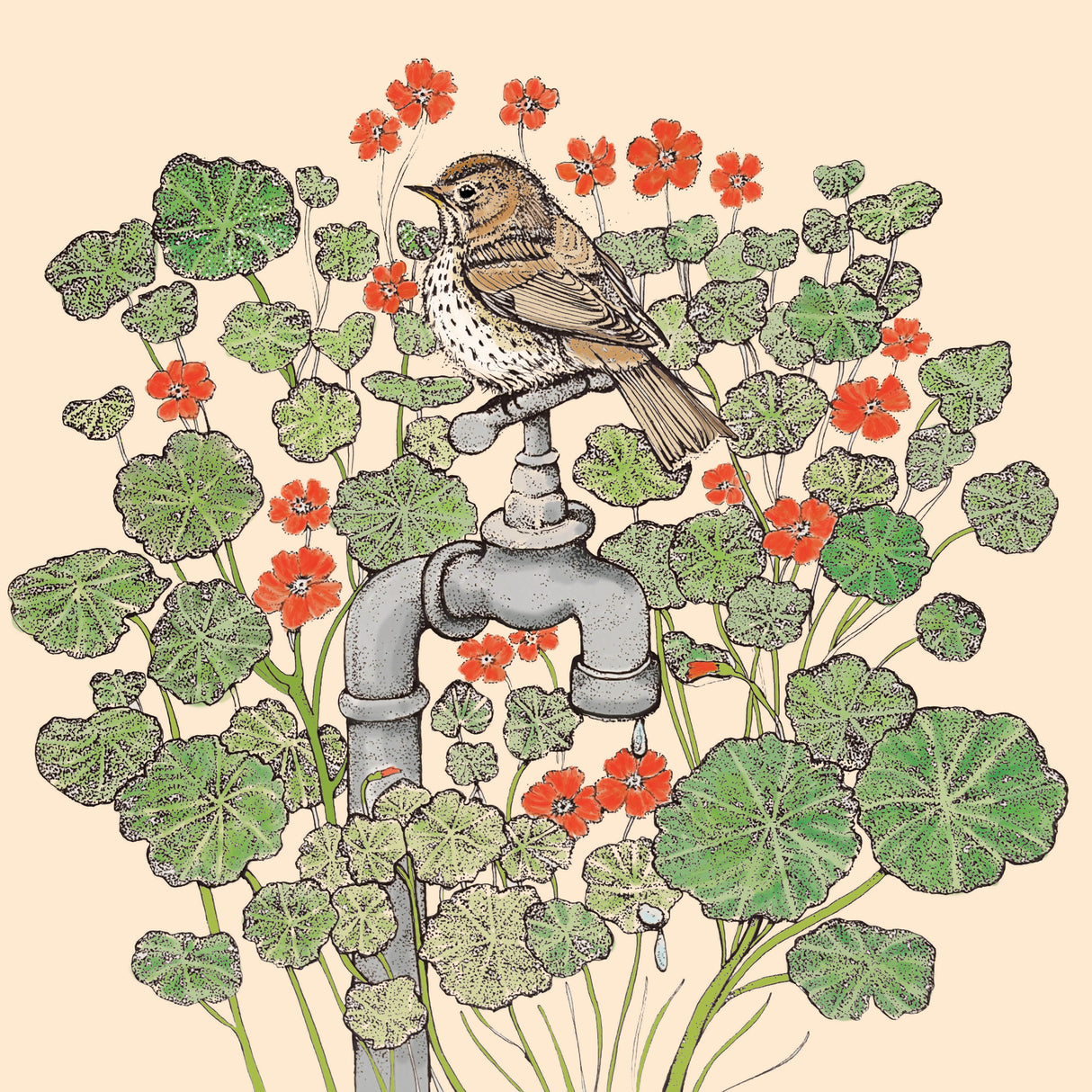 Song Thrush & Nasturtiums Single Greeting Card