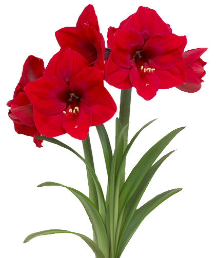 Amaryllis Growing Kits