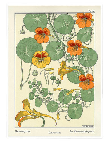 Nasturtium Vintage Illustration Print