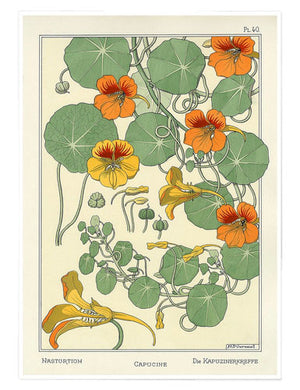 Nasturtium Botanical Print A4