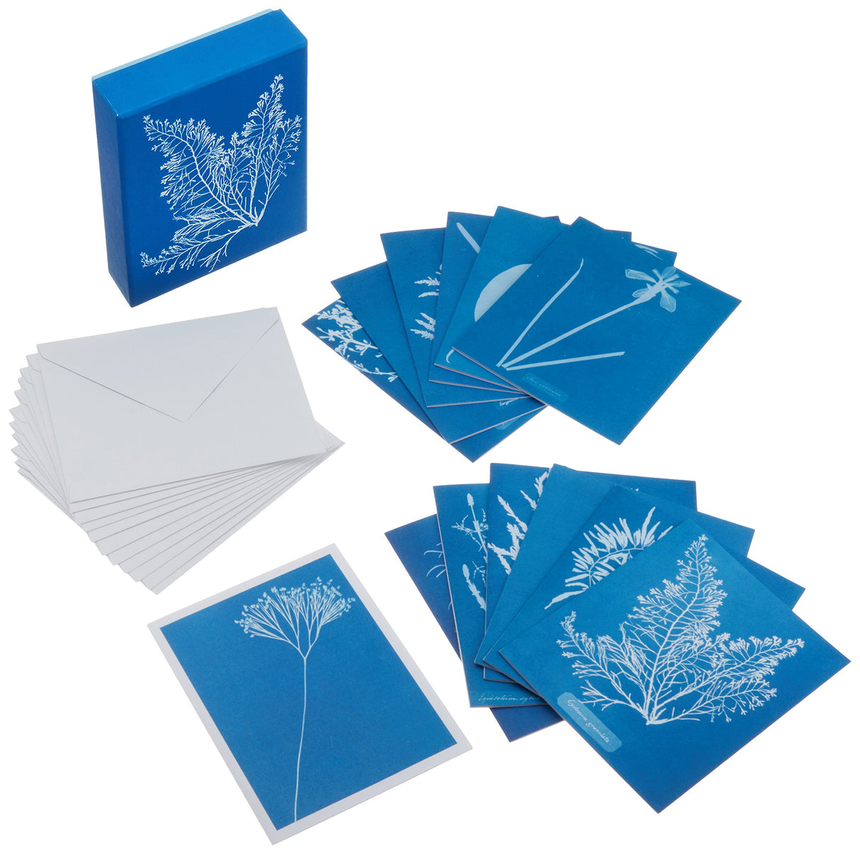 Sunprint Notecards: The Cyanotypes of Anna Atkins